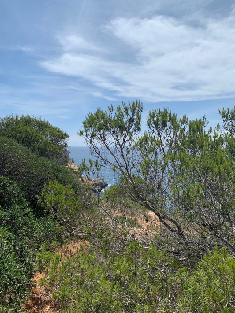 Wandern auf Mallorca Von der Cala Almunia zu Calo des Marmols 28