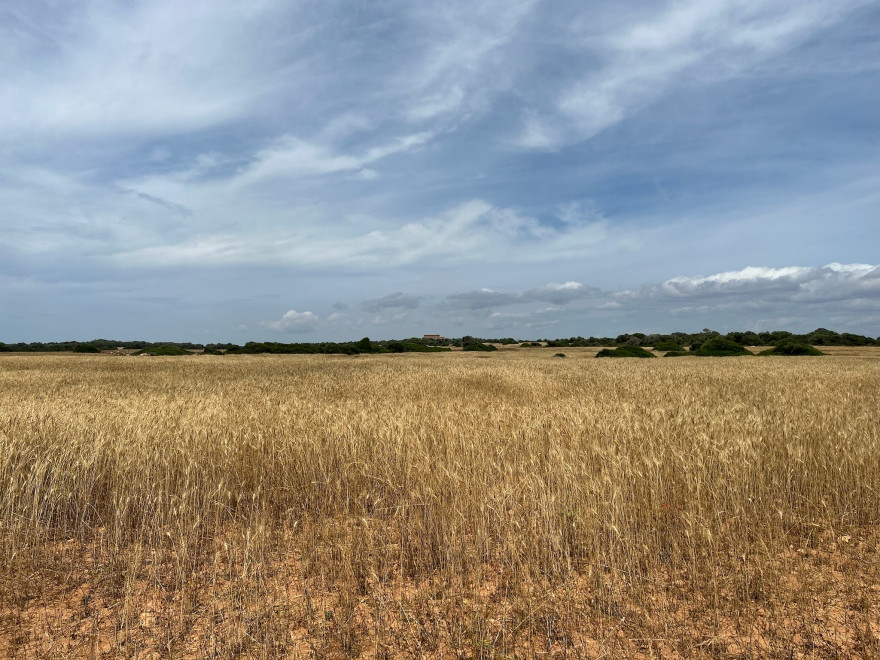 Wandern auf Mallorca Von der Cala Almunia zu Calo des Marmols 7